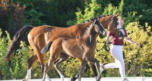 Winterlingen Winners: Top price for Zirocco Blue daughter