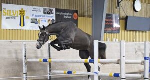 Three highly rated SWB mares awarded AGRIA scholarships