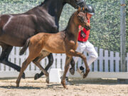 Top price for Vino Tinto son