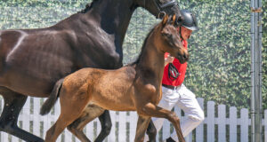 Top price for Vino Tinto son