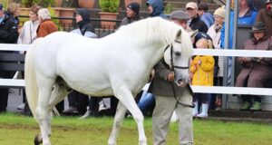 The Connemara pony: Profiling a versatile Irish gem