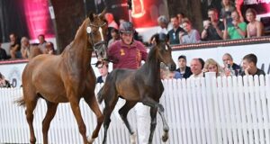 Outstanding top price of €105k during DSP Elite Foal Auction