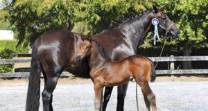Large entry of horses and foals for NZ Warmblood classification tour sees large, quality entry