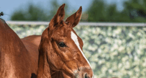 Westfalian foal auction and spotlighting amateur competition