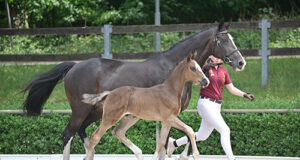 DSP foal auction at Aach im Hegau
