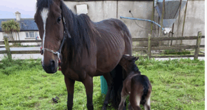 Illumina BeadChip genotyping detects cases of chromosome 27