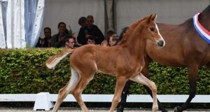German organizational diversity during Hörup Springflut Festival