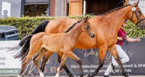 Simultaneous Holsteiner foal auctions at two venues