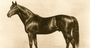 Thoroughbred blood and the modern sport horse: Part 2