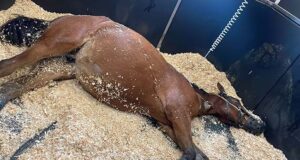 Diverse causes and treatments for recurrent colic in horses