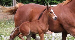 CWHBA spotlights Janine Olsen and Two Willows Equine in AB