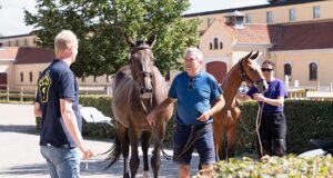 Swedish breeders dare to invest in future competition horses