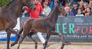 Sensational Westfalian foal auction in Münster-Handorf