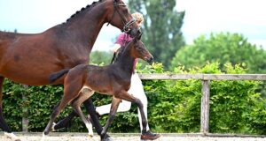 Future Dreams sale sees top price for Sénégal de Fontaine filly