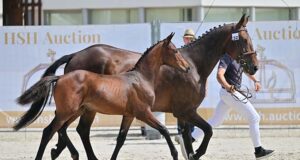 A summer full of action for Hungarian Sport Horses