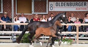 Oldenburg foals shine at Vechta Summer Festival