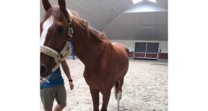 My horse is a wobbler! What now?