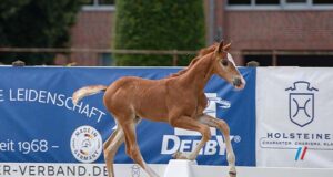 Acquire Holsteiner champions of the future: 2nd Foal Auction