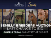 Semilly Auction: Last chance to bid on promising offspring