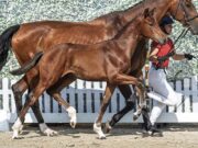 Around 450 Westfalian foals sold for €5 million as season concludes
