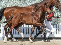 Around 450 Westfalian foals sold for €5 million as season concludes