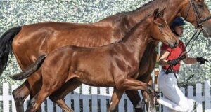 Around 450 Westfalian foals sold for €5 million as season concludes