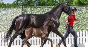 Celebration for premiere dressage foals auction at NRW State Stud