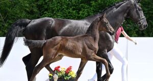 Rain did not dampen exciting bidding duels in Riedlingen