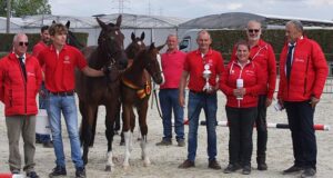 BWP national championship for elite ‘older’ and ‘younger’ foals