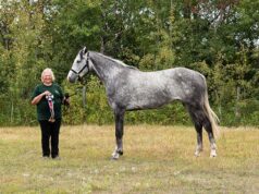 CWHBA breeder profile: Hard Valley Warmbloods