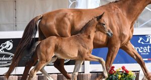 Great atmosphere and full house for first DSP one-day foal auction