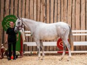 Highly successful AB Chapter Breeders’ Show and CWHBA sale