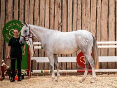 Highly successful AB Chapter Breeders’ Show and CWHBA sale