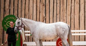 Highly successful AB Chapter Breeders’ Show and CWHBA sale