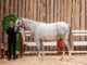 Highly successful AB Chapter Breeders’ Show and CWHBA sale