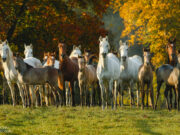 Autumn Stud Farm Tours in Marbach