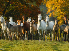 Autumn Stud Farm Tours in Marbach