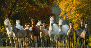 Autumn Stud Farm Tours in Marbach
