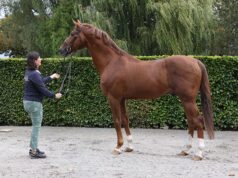 Adeline Lefèvre: Maintaining the legacy of her father, Raymond