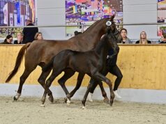 Benicio and Sarai set high prices during 104th Elite Oldenburg sale