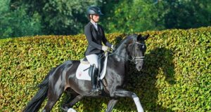 Great hopes for top-priced Westfalian For Hope