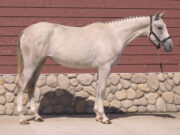 CWHBA Fall Classic Breeder Sale