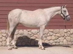 CWHBA Fall Classic Breeder Sale