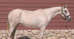 CWHBA Fall Classic Breeder Sale