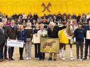 Benicio (Belissimo) striking in every way as stallion of the year