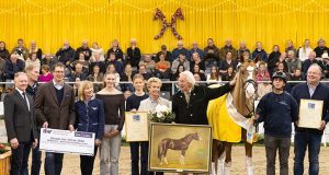 Benicio (Belissimo) striking in every way as stallion of the year
