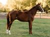 New Canadian Warmblood sires will bring depth and diversity