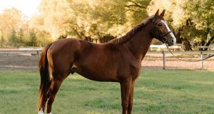New Canadian Warmblood sires will bring depth and diversity