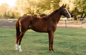 New Canadian Warmblood sires will bring depth and diversity