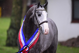 The 55th Holsteiner Stallion Licensing is fast approaching
